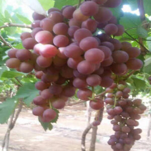 1c403-2-576x768-576x768