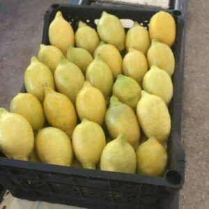 70432110-658897644615346-3427727993512919040-n-480x640