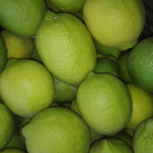 71013042-953473044997938-2853010332211740672-n-1024x768