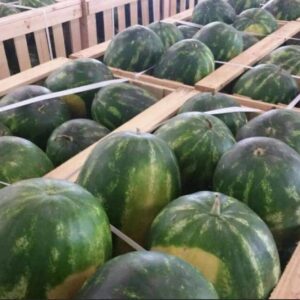 WhatsApp Image 2022-06-21 at 3.17.55 AM (1)