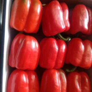 WhatsApp Image 2022-06-21 at 3.52.21 AM (1)