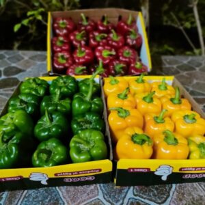 WhatsApp Image 2022-06-21 at 3.52.21 AM