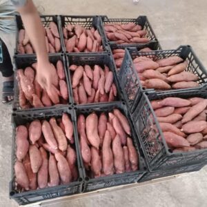 WhatsApp Image 2022-06-21 at 3.52.22 AM (1)