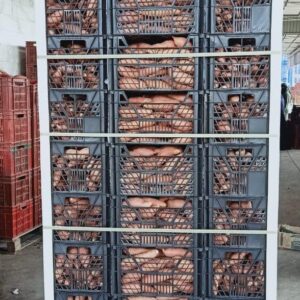 WhatsApp Image 2022-06-21 at 3.52.22 AM (2)